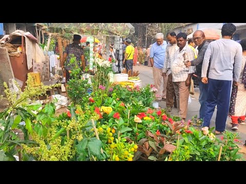 Anthurium Plant Tipu Chinna Plant & Azilia Flowers Plant ! Indoor & Outdoor Flowers Plant