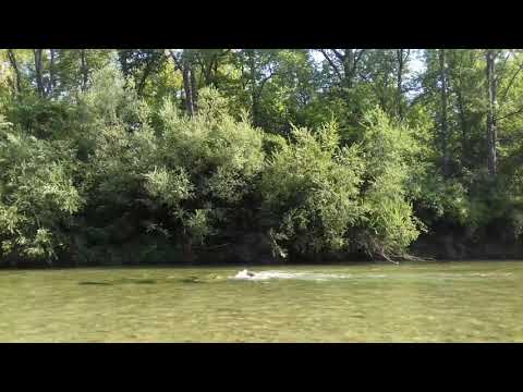 Die Alz - Ein Spaziergang in der Alz