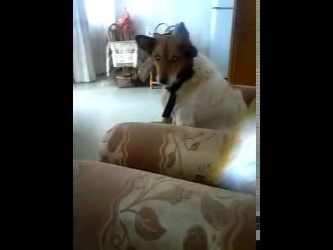 My dog eat Cake (Amazing)