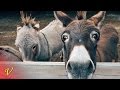 Federation Donkey Vetlemoe Remix