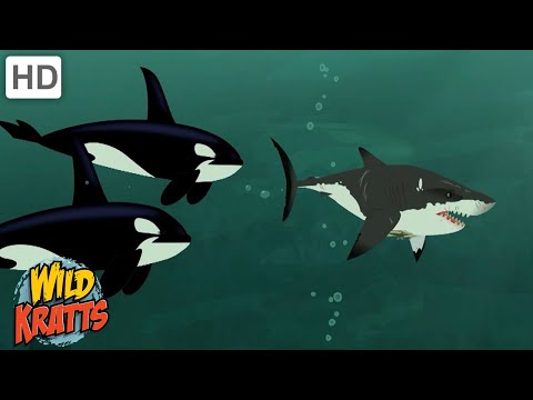 Creature Battles! | Every Creature Showdown Part 8 | Wild Kratts