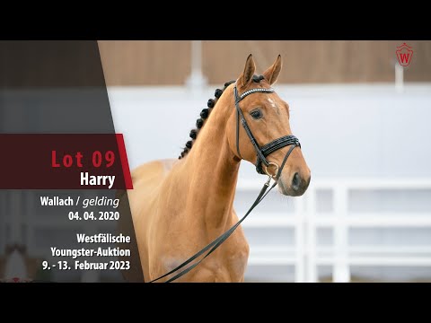 Youngster Online-Auktion Lot 09 Harry Wallach v. Halifax van het Kluizebos - Lord Z