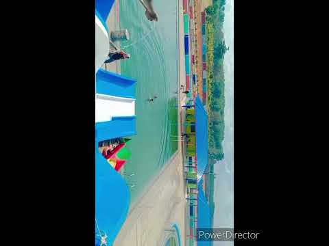 Video Lubis Fiberglass