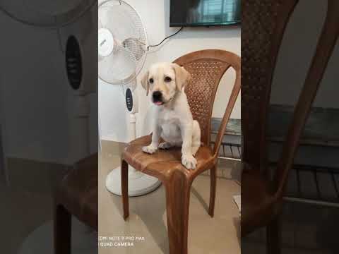 My Mischa.... Glimpses of our last five months...