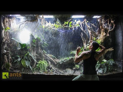 I Simulated a FLOOD x TYPHOON in My Giant Rainforest Vivarium