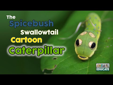 Is This Caterpillar For Real? The Spicebush Swallowtail Caterpillar ????