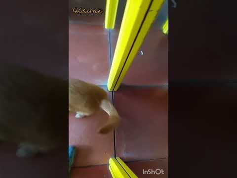 pauvre chien 🐶 funnydog#shorts #