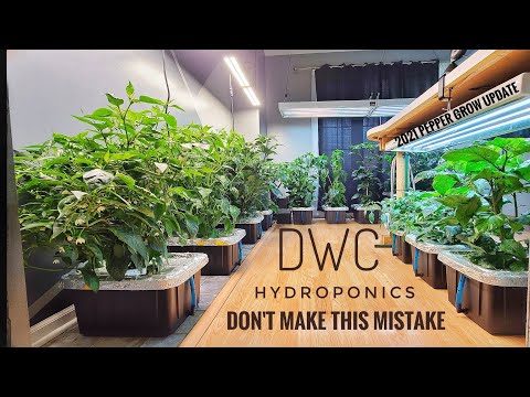 2021 Pepper Grow Update | I Planted My Seeds To Early | #MarsHydroFactory | #TSL2000 | #DWC