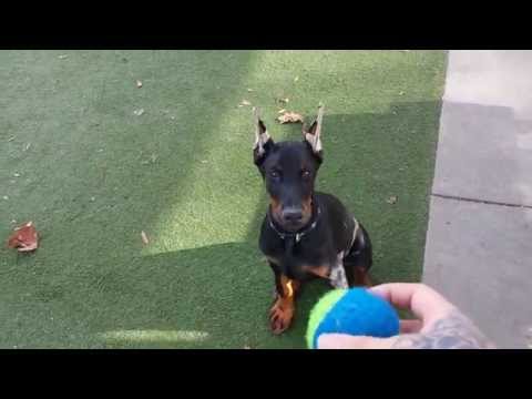 Doberman puppy fetching and tripping over his own legs