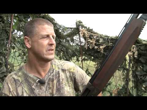 Fieldsports Britain – Pigeons over wheat and a nice double rifle