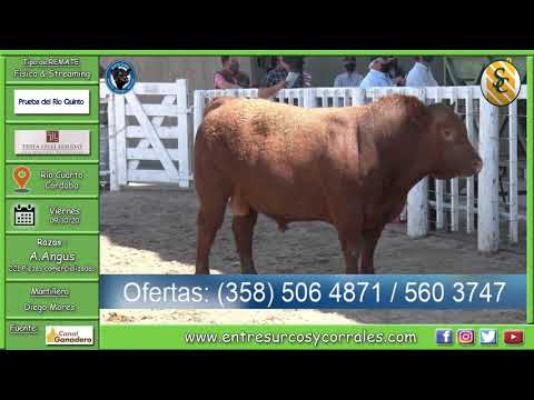 09-10-20- Remate de la Prueba de Río Quinto - Consignataria Testa, Lelli, Liaudat y Cía. S.R.L.