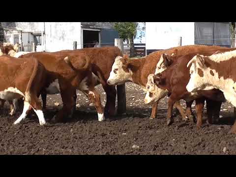 Lote 20 Vaquillonas más de 2 años 100% HEREFORD 376kg - , Paysandú