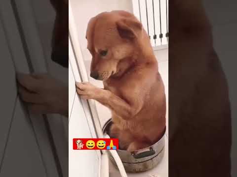 Angey dog 🐕🐕😐🙏🐕🐕##shorts #youtubeshorts 🐕🐕🙏