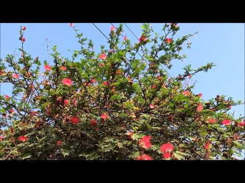 The Red Powderpuff Plant