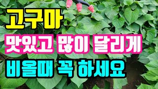 잦은비로 고구마가 일주일사이에 부쩍 잎이 무성해졌어요. 이대로 괜찮을까요? 이게 효과가 있었으면 좋겠습니다.