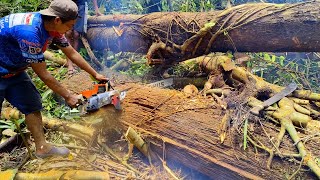 Download lagu STIHL 070 ‼️Kayu Ulin yang Terlilit Beringin Dan rotan..!!  mp3