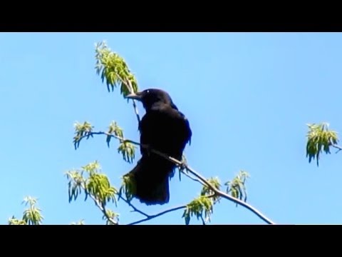 American Crow Calling
