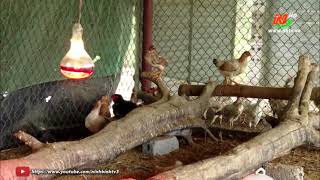 Phòng, chống rét cho gia súc, gia cầm vụ Đông năm 2022