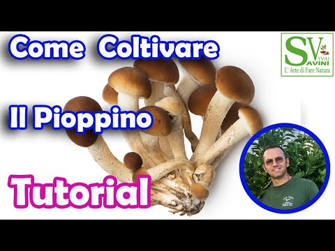 Come coltivare i funghi Pioppini