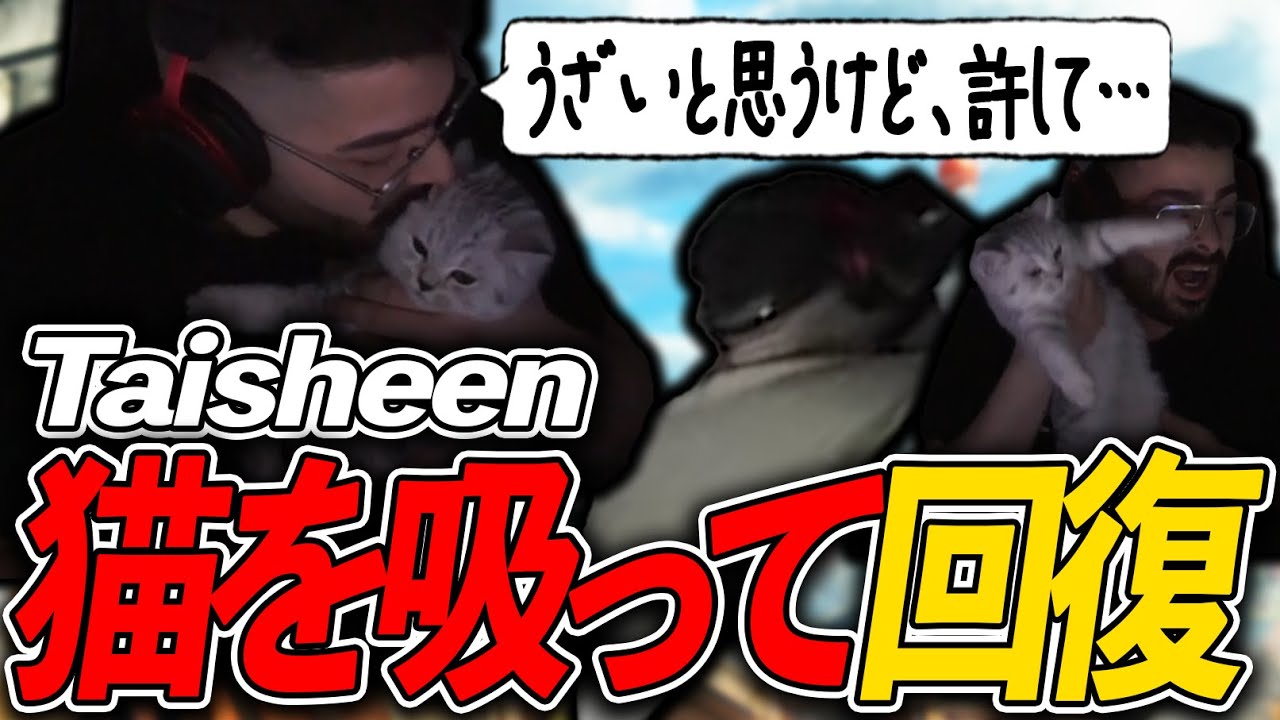 新家族、猫のSticky！日々の疲れを猫を吸って癒すTaisheen(笑)【Apex Legends / エーペックス  / 日本語字幕】