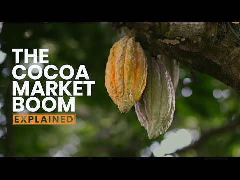 Cocoa Prices Soared Past Bitcoin & Nvidia in 2024—Here’s Why | Explained | Business Insider Africa