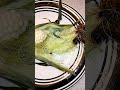 How to say Cornsilk or Corn Hair. Abenaki indigenous language🌽#abenaki #wabanaki #nativeamerican