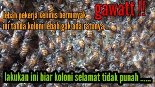 Download lagu ciri-ciri lebah apis cerana tanpa ratu, dan cara donor ratu lebah apis cerana. #apiscerana #lebah mp3