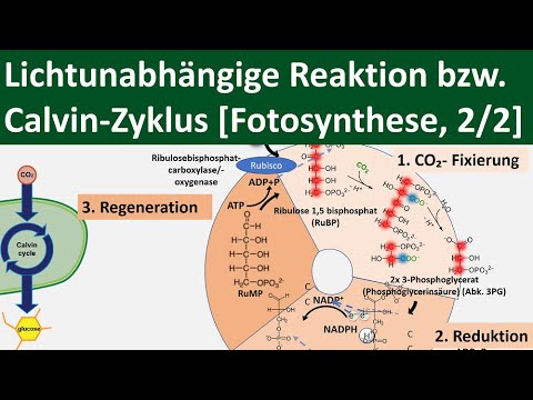 Lichtunabhängige Reaktion / Calvin-Zyklus (Oberstufe)