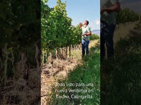 Empieza una nueva Vendimia fn el viñedo Cuuna del Valle de Calingasta, San Juan