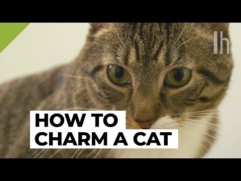 How to Get a Cat to Like You | Lifehacker - YouTube