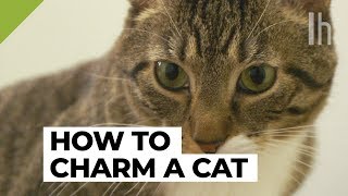 How to Get a Cat to Like You | Lifehacker