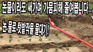 작물에 가뭄피해가 심각합니다.. 고민 끝에 내린 결단! 논물로 텃밭작물에 물대기!