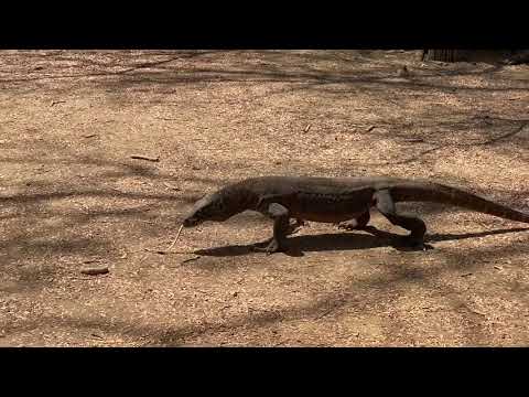 Thumbnail for Holland America Line Maasdam Part 5 Komodo Island National Park