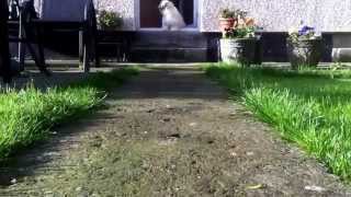 Revell dirt scout review