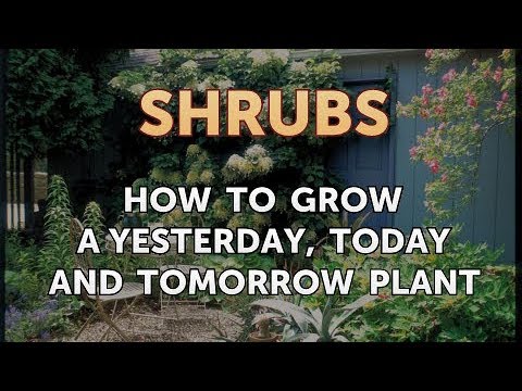 How to Prune a Bottlebrush Shrub