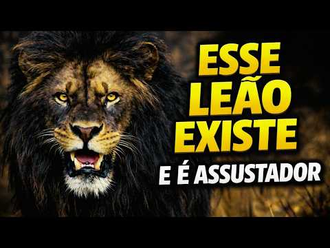 O Segredo da Juba Preta: Por Que Esse Leão é Um dos Mais Temidos da África