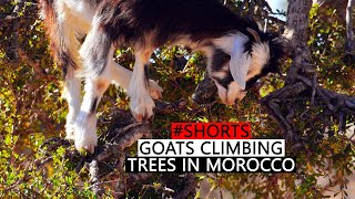 Goats in a tree #shorts