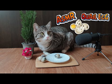 Кот ест перепелиное яйцо Asmr - Cat Eats Quail Egg Asmr
