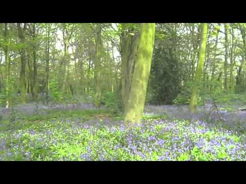 Wanstead Bluebells 11 04 2011