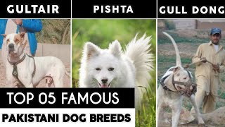 Top 05 Most Famous Dog Breeds In Pakistan | Pakistani Dog Breeds | Part 02 | Urdu\Hindi