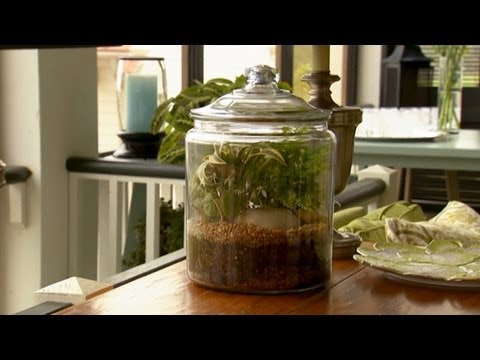 How to Make Terrariums | P. Allen Smith Classics