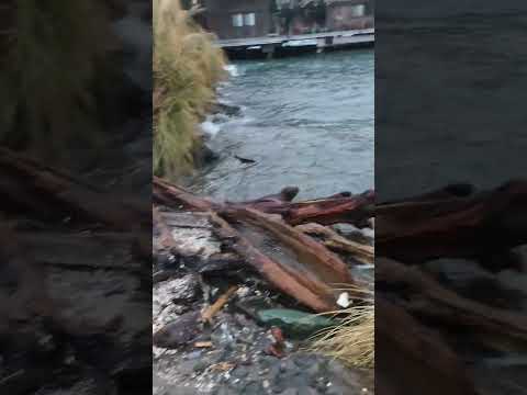King Tide 🌊 Flooded Out Alki Beach 12/27/22 Seattle, WA 12.9 ft.