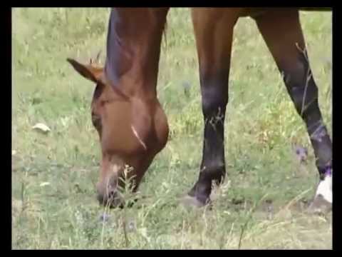 REINALDO ARMAS --EL CABALLO  DE ORO--