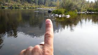 preview picture of video 'LOST RIVER GOLD - GOLD PANNING - 6 Pans On The Klamath'