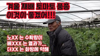 새로운 품종으 토마토 재배의 시작 동절기 겨울재배 이 품종도 괜찮은 것 같은…