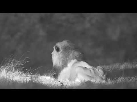 Djuma: Lions-Talamati Pride laying around open area-Pt:2 (no audio) - 19:00 - 02/10/21