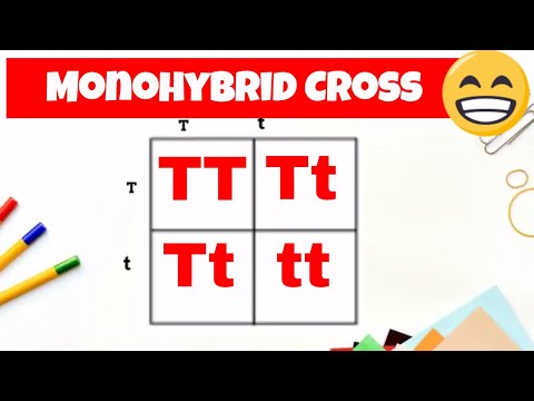 Monohybrid cross and the Punnett square