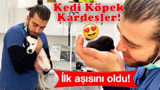 KEDİ KÖPEK KARDEŞLER! 😍 " Yavru Köpeğimi Nasıl Sakinleştirebilirim? " 