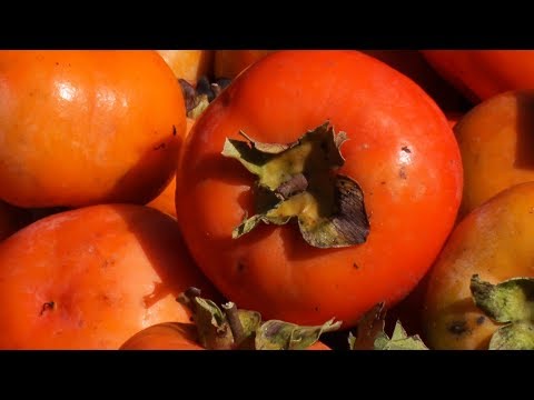 Sumidouro: conheça a capital estadual do caqui