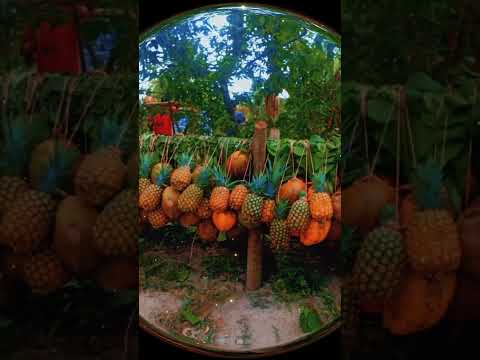 Desde Santa María Ostuma Verapaz San Vicente Norte